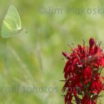 Butterfly and cardinalflower
Strawtown Koteewi Park