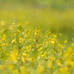 Partridge peas
Strawtown Koteewi Park