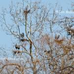 Treetop herons
Arcadia, IN