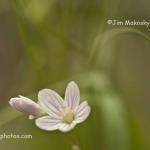 Spring beauty
Muscatatuck National Wildlife Refuge