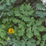 A yellow flower 
Kokiwanee Nature Preserve