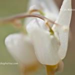 Dutchman's breeches
Green's Bluff Nature Preserve