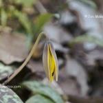 Yellow trout lily
Green's Bluff Nature Preserve