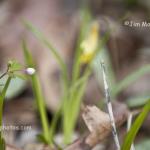 Spring beauty with yellow trout lily
Kokiwanee Nature Preserve