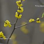 Spicebush
Kokiwanee Nature Preserve