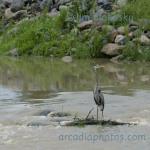 Fishing heron
Little Cicero Creek