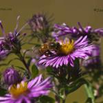 Bees make honey 'cause it gives them a buzz!
Strwtown Koteewi Park