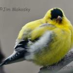 Goldfinch
Jim's yard