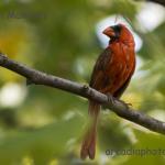 Molting cardinal
Jim's yard