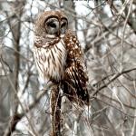 Barred owl
Muscatatuck National Wildlife Refuge