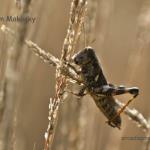 Grasshopper
Balcones Canyonlands National Wildlife Refuge