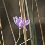 Purple flower
Balcones Canyonlands National Wildlife Refuge