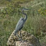 Blue heron
Texas Gulf Coast