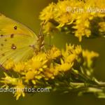 Butterfly on goldenrod
Strawtown Koteewi Park