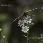 Monarch on white aster
Strawtown Koteewi Park