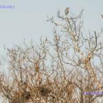 Flying heron
Rookery Preserve