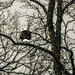 Eagle on a limb
Goose Pond