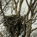 Eagle on nest
Goose Pond