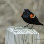 Redwinged blackbird
Rookery Preserve