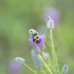 Carpenter bee on clover
Strawtown Koteewi Park