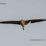 Flying great blue heron
Rookery Preserve