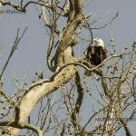 Eagle in Sycamore
Sugar Creek