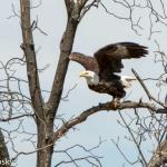 Eagle
Bee Hunter Marsh