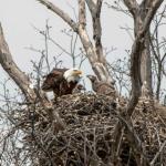 Eagle
Bee Hunter Marsh