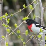 Red-breasted grossbeak
Jim's yard