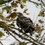 Juvenile bald eagle
East of Cicero, IN