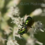 Green bee on thorough wort
Strawtown Koteewi Park