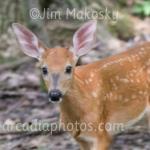 Fawn
Ritchey Woods