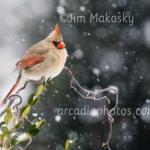 Snow cardinal
Jim's yard