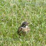 Fledgling robin
Strawtown Koteewi Park