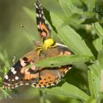 Spider and monarch
Strawtown Koteewi Park