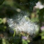 Down off a thistle
Strawtown Koteewi Park