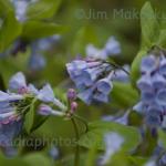 Virginia bluebells
Strawtown Koteewi Park