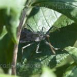 Wheelbug
Jim's yard