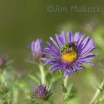 Green bee and aster
Strawtown Koteewi Park