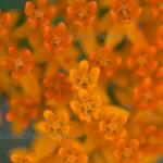 Butterfly weed
Strawtown Koteewi Park