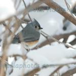 Tufted titmouse
Jim's yard