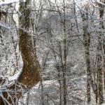 Rime along the White River (HDR plain)