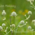 Rattlesnake Master
Kankakee Sands