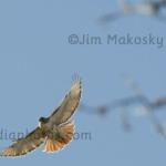 Red-tailed hawk
Burr Oak Bend CILT
