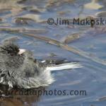 Wet junco 1
Jim's yard