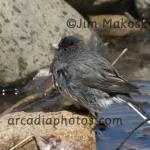 Wet junco 2
Jim's yard