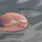 Lily pad
Jasper-Pulaski Fish and Wildlife Area