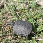 Tiny turtle
Jasper-Pulaski Fish and Wildlife Area