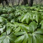 Mayapples
Shrader-Weaver Nature Preserve