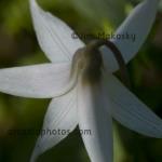White trout lily
Shrader-Weaver Nature Preserve